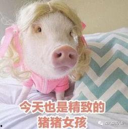 肥猪猪的日常娱乐吃瓜,娱乐至上，笑料连连